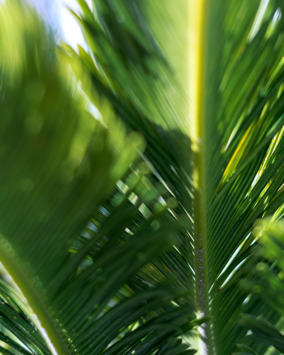 Palms and greenery surround Forest Island, an amenity in this master-planned community.