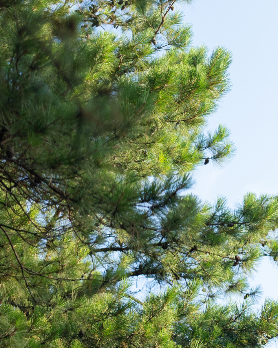 Trees and natural beauty surround the Woodforest Golf Club in Montgomery County.