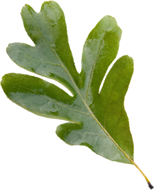 Green leaf