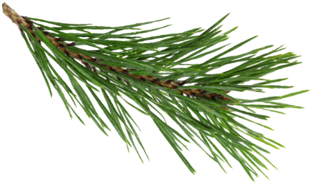 Pine branch